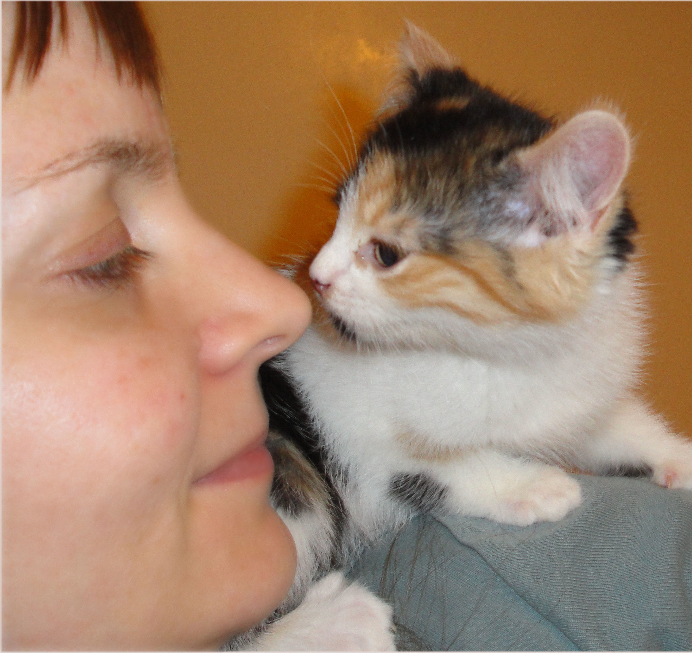 Amber with calico foster kitten